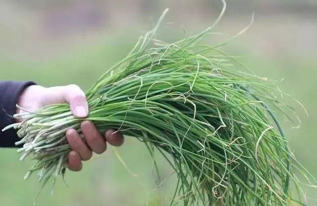 野菜悄然上市，徐州最全挖野菜攻略在此！