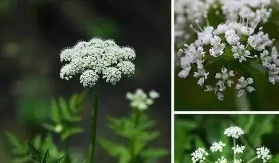 野菜悄然上市，徐州最全挖野菜攻略在此！