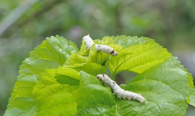经了霜的桑树叶，原来可以明目长发治咳嗽，速速去拣