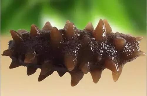 你知道海参都有哪些种类吗？它的功效又有多大