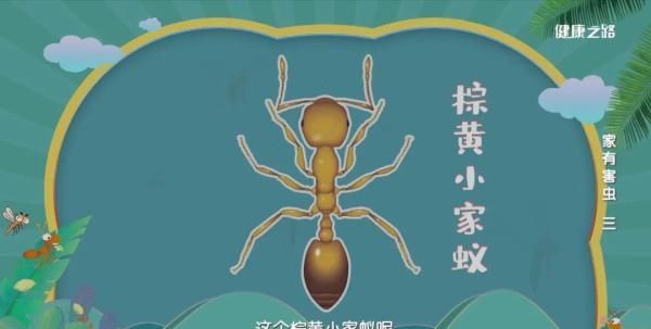 科学除蚁两步走，先要定点找窝，然后寻线放饵