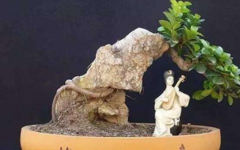 榕树的功效与作用,榕树八大功效与作用是什么