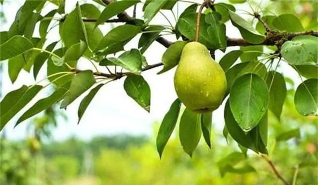 一个梨的4种“黄金食疗方”，秋冬这样搭配最养肺