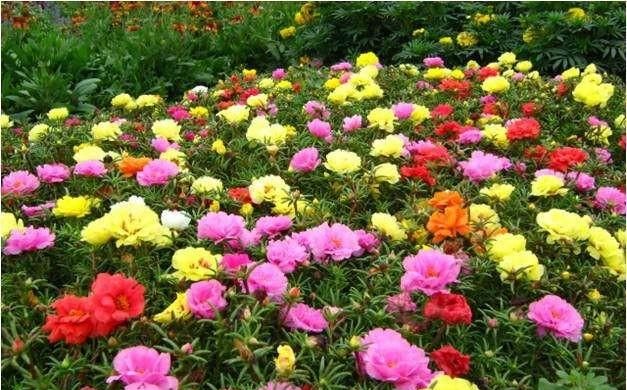 太阳花有什么功效(太阳花有什么疗效)图1