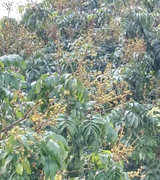 龙眼怎么种(龙眼怎么种才能结出果)图6
