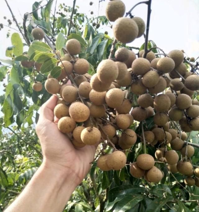 龙眼怎么种(龙眼怎么种才能结出果)图7