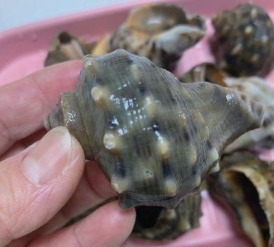 简单懒人菜清蒸海螺，打败周一综合征