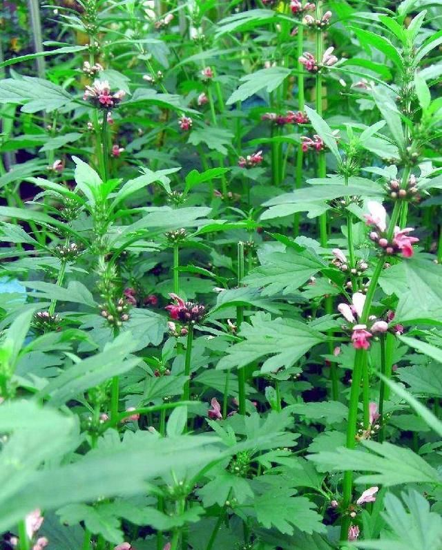 益母草