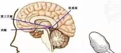 诺丽果对人体都有哪些超级作用？这一篇全齐了！