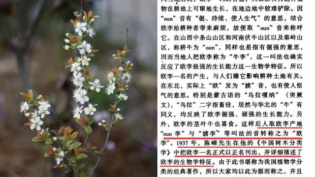 钙果叶子能做什么用途,种植钙果怎么吃图2