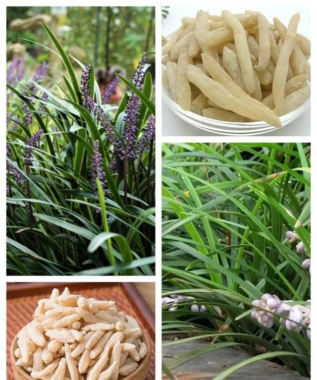 麦冬是味好药，麦冬的5大功效可以解决好多疑难病