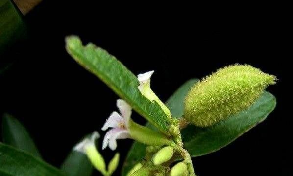 山芝麻有什么用(山芝麻外用功效)图1