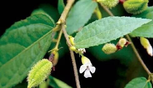 山芝麻有什么用(山芝麻外用功效)图4