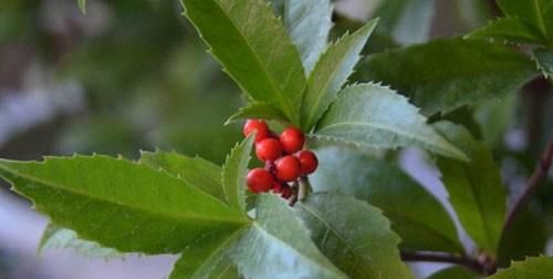 每日一味抗癌中药——肿节风，生于山坡林间，组方应用非常广泛