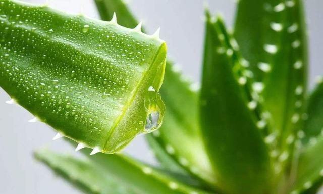 大家觉得芦荟做面膜效果好不好呢图2