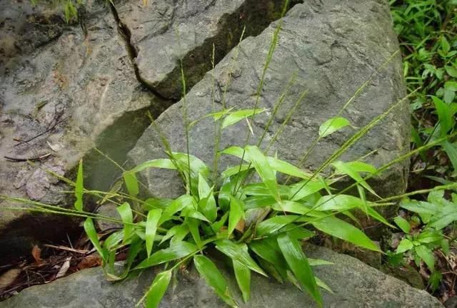 跟师每日一学草药55：淡竹叶