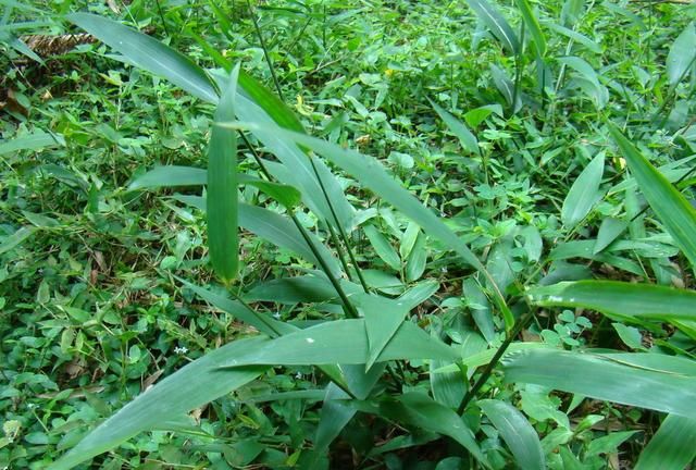 跟师每日一学草药55：淡竹叶