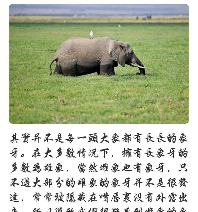 象牙的重要意义