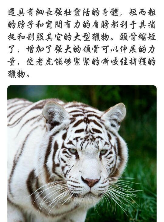 象牙的重要意义