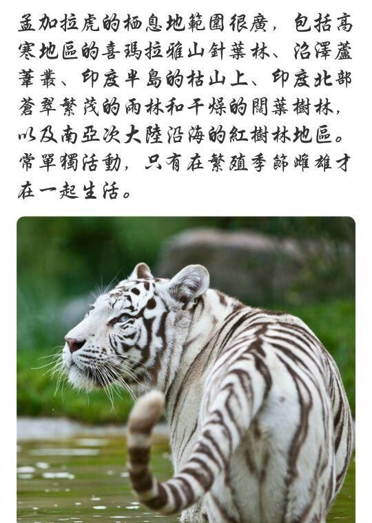 象牙的重要意义