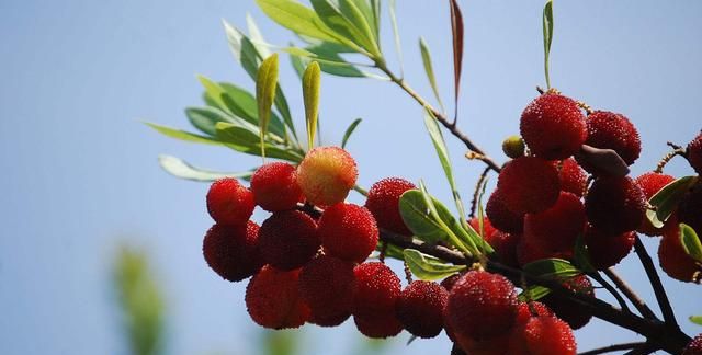 又到吃杨梅的季节，营养师建议，这几类人要少吃杨梅