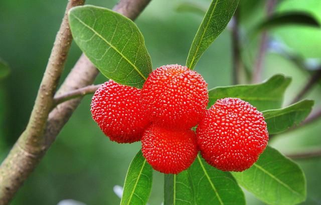 又到吃杨梅的季节，营养师建议，这几类人要少吃杨梅