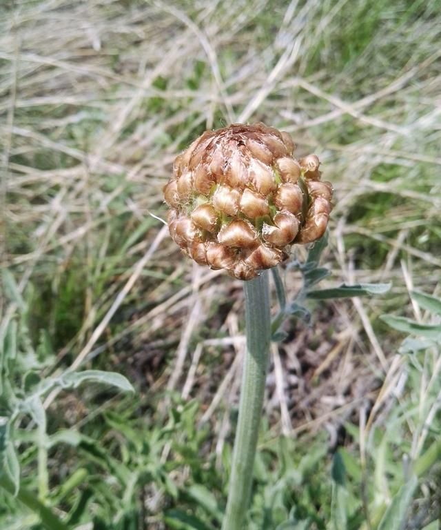 不谈药效，只想让你认识这种名叫漏芦的美丽野花