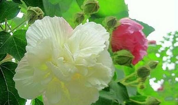 芙蓉花的功效与作用 芙蓉花的药用价值