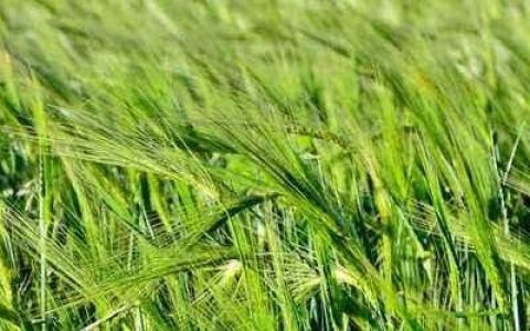 青稞麦绿素是什么?可以每天当做早餐吃吗