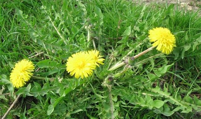 黄花多汁的野菜有哪些,农村的这几种野菜好吃又有营养图2