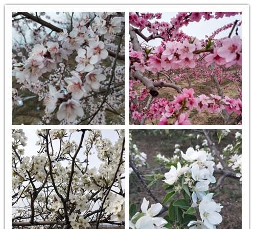 盘点春花，在花海中学习中药
