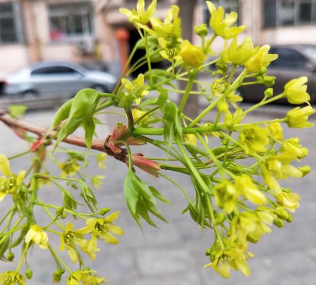 盘点春花，在花海中学习中药