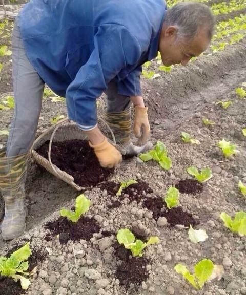 有机肥在蔬菜上的作用与功效,什么是有机蔬菜有机肥图3