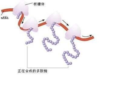 小分子肽到底是什么,大豆小分子肽的功效图3