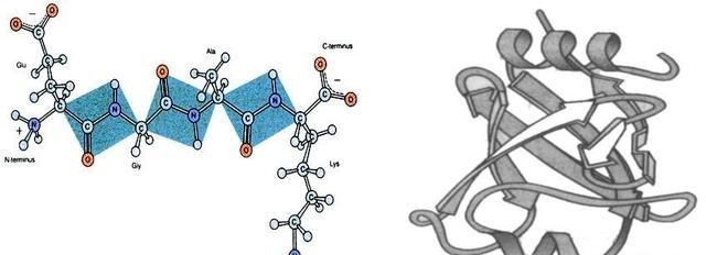 小分子肽到底是什么,大豆小分子肽的功效图4