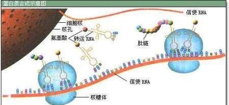 小分子肽到底是什么,大豆小分子肽的功效图5