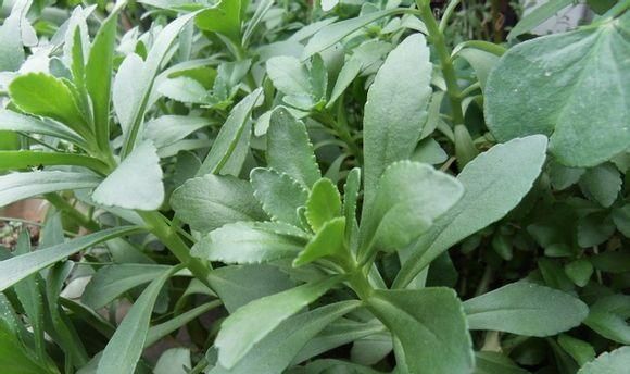 清明还出去玩啥？赶紧找野菜吧