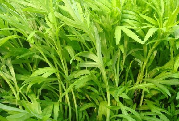 清明还出去玩啥？赶紧找野菜吧