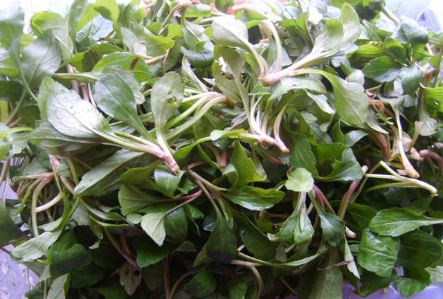 清明还出去玩啥？赶紧找野菜吧
