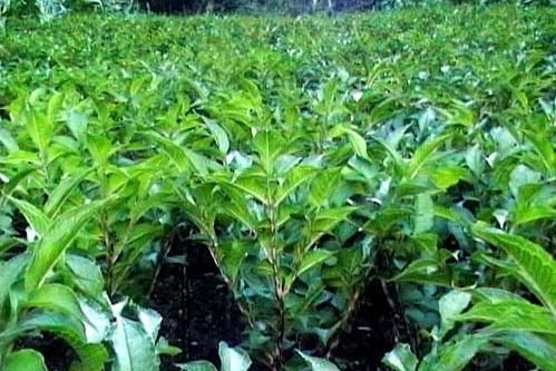清明还出去玩啥？赶紧找野菜吧