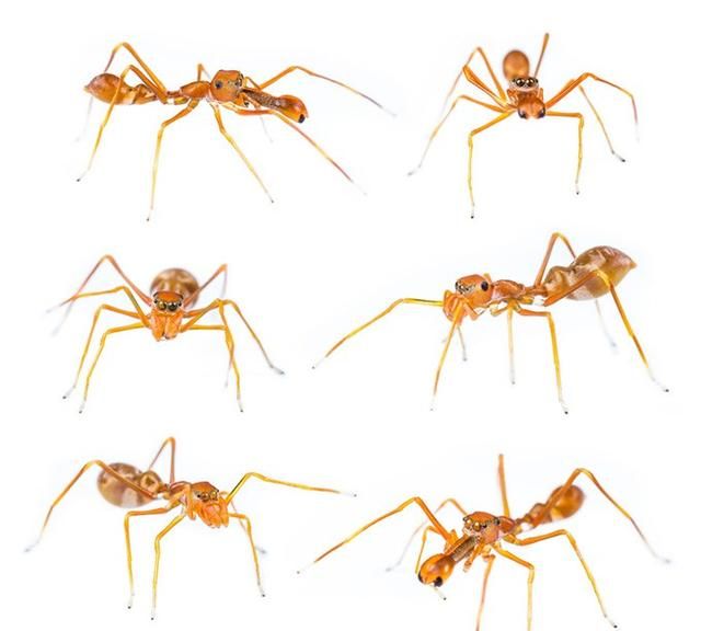 家里的黄蚂蚁太多了怎么办图4