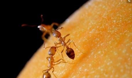 家里的黄蚂蚁太多了怎么办图5