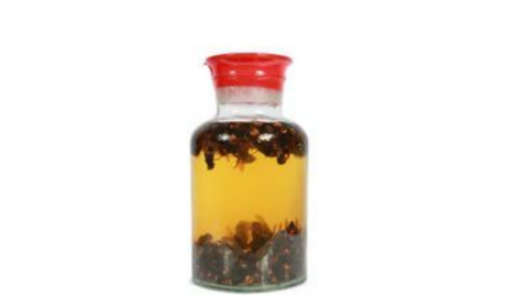 蜂蛹泡酒的制作方法 蜂蛹泡酒的功效与作用