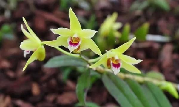 铁皮石斛花有什么保健功效(铁皮石斛花有什么作用)图1