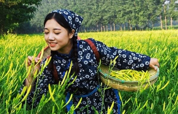 种植黄花菜需要割叶吗,什么时候种黄花菜怎么种植图1