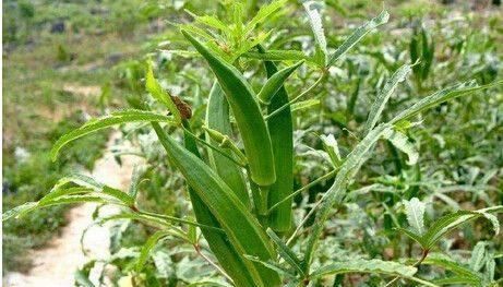 有没有不能跟秋葵一起吃的食物呢图2