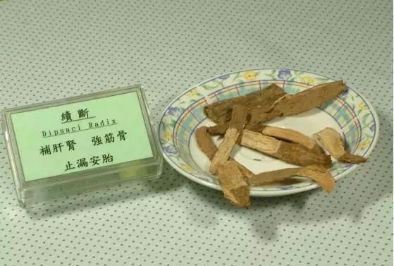 骨伤“神药”——续断