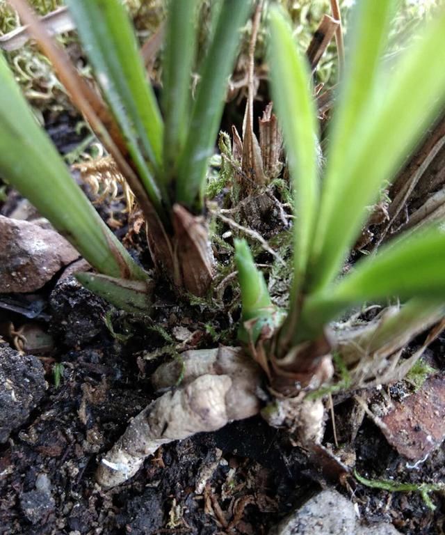 20年春兰素心选育经验分享，从芽到草全面解析