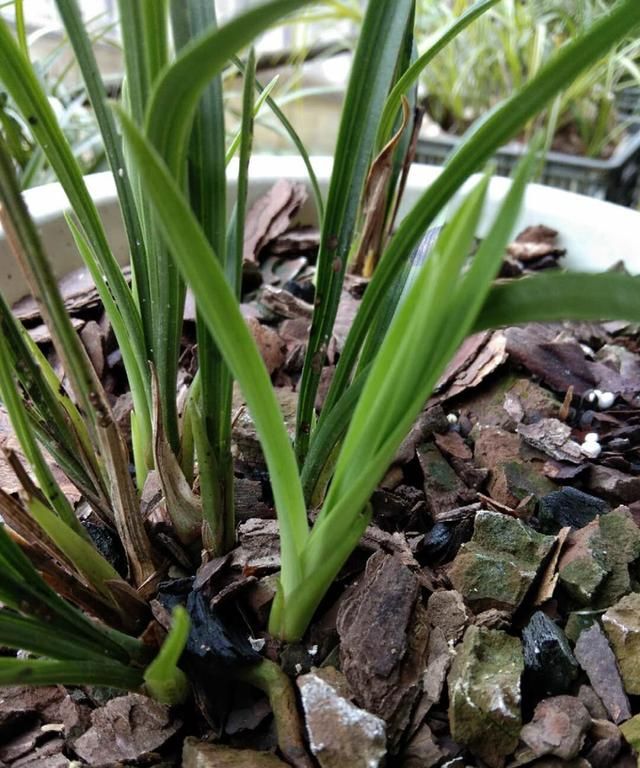 20年春兰素心选育经验分享，从芽到草全面解析