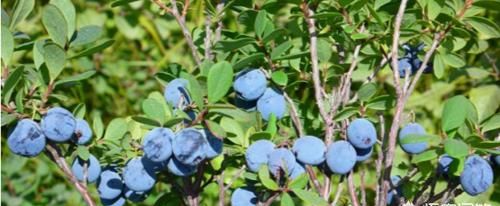 如何一眼辨别野生蓝莓(如何挑选真正的野生蓝莓)图6